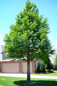 Bald Cypress