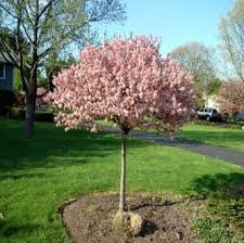 Coralburst Crabapple