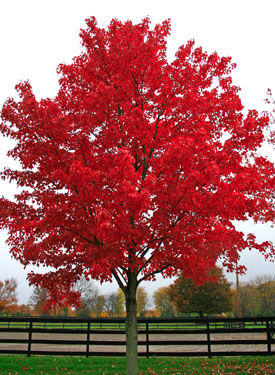 Red Maple