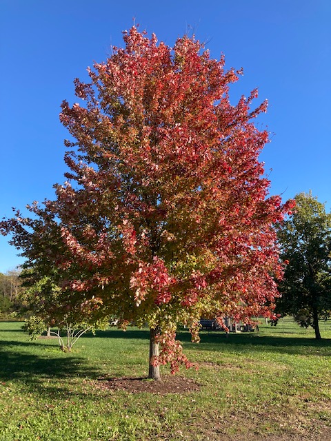 Autumn Blaze Fall Color