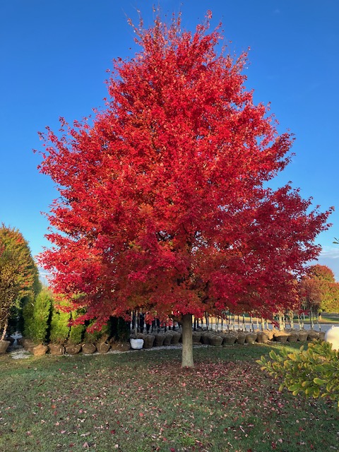 Autumn Blaze Farm Fall