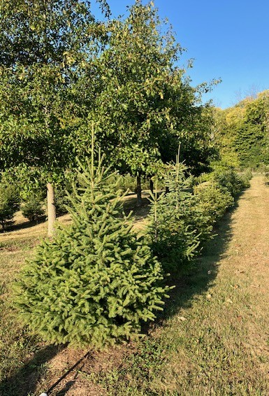 black hills spruce nursery