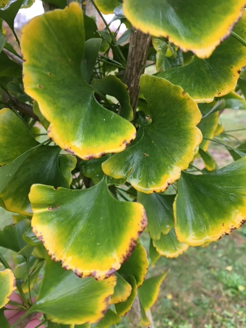 Ginkgo leaf