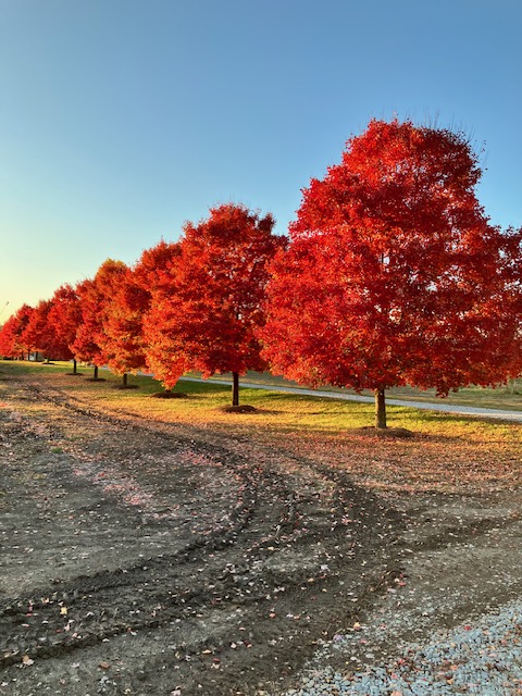 October Glory Fall Drive