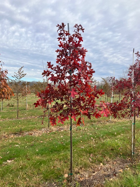 Scarlet Oak Fall Nursery