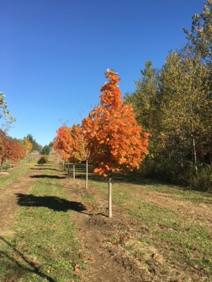 Sugar Maple Mature Nursery