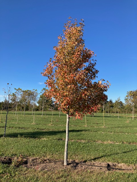 Sweetgum fall